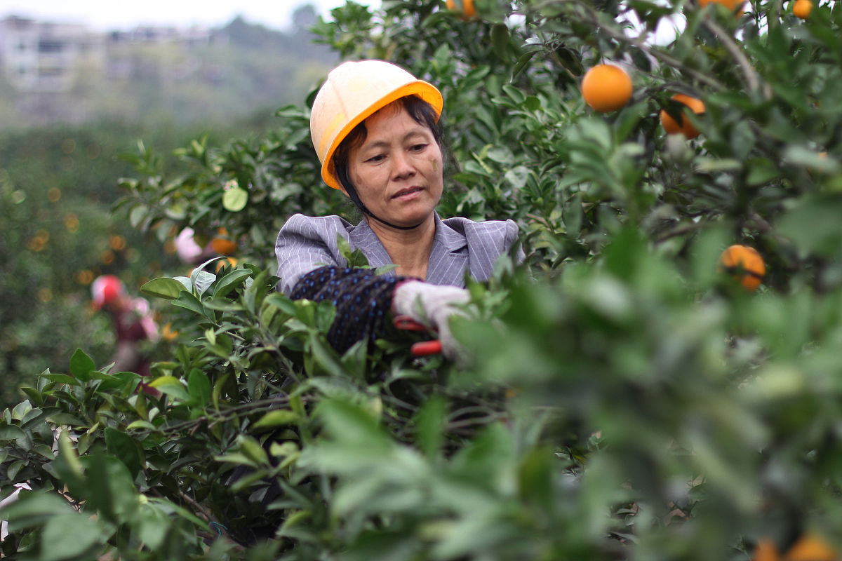 邻水县柑子职业技术学校作物生产技术专业课程设置有哪些