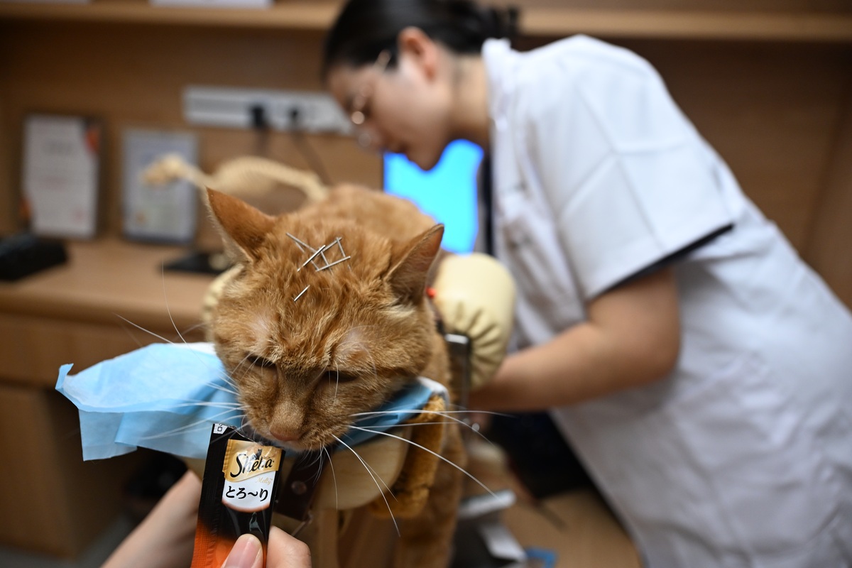 猫直肠脱垂的治疗方法