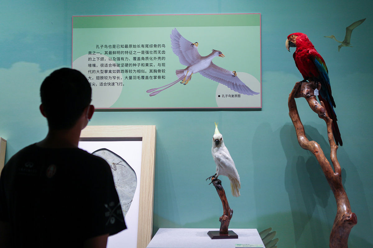 2021年6月22日,观众在江苏常州博物馆参观"腾飞之龙——从龙到鸟的演