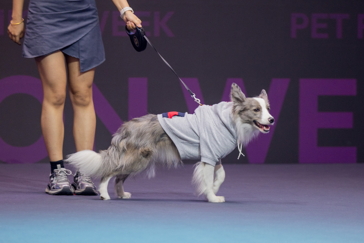 宠物行为调整：改善宠物行为问题的关键背景