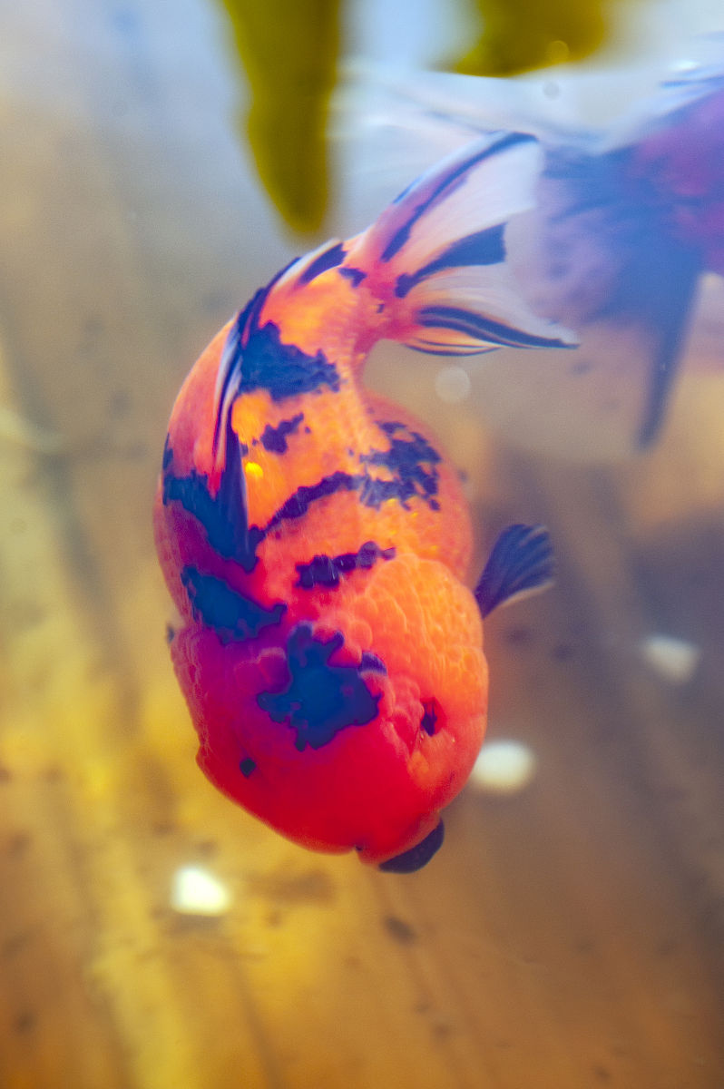 简单易养的观赏鱼推荐：新手入门指南