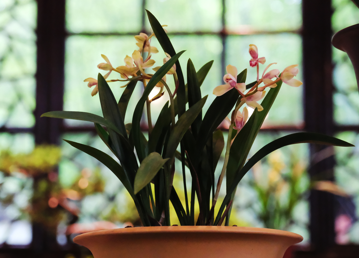 兰花如何养殖 兰花怎样养殖最好