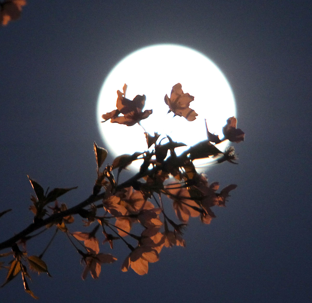 许昌学院戏剧影视文学有哪些专业