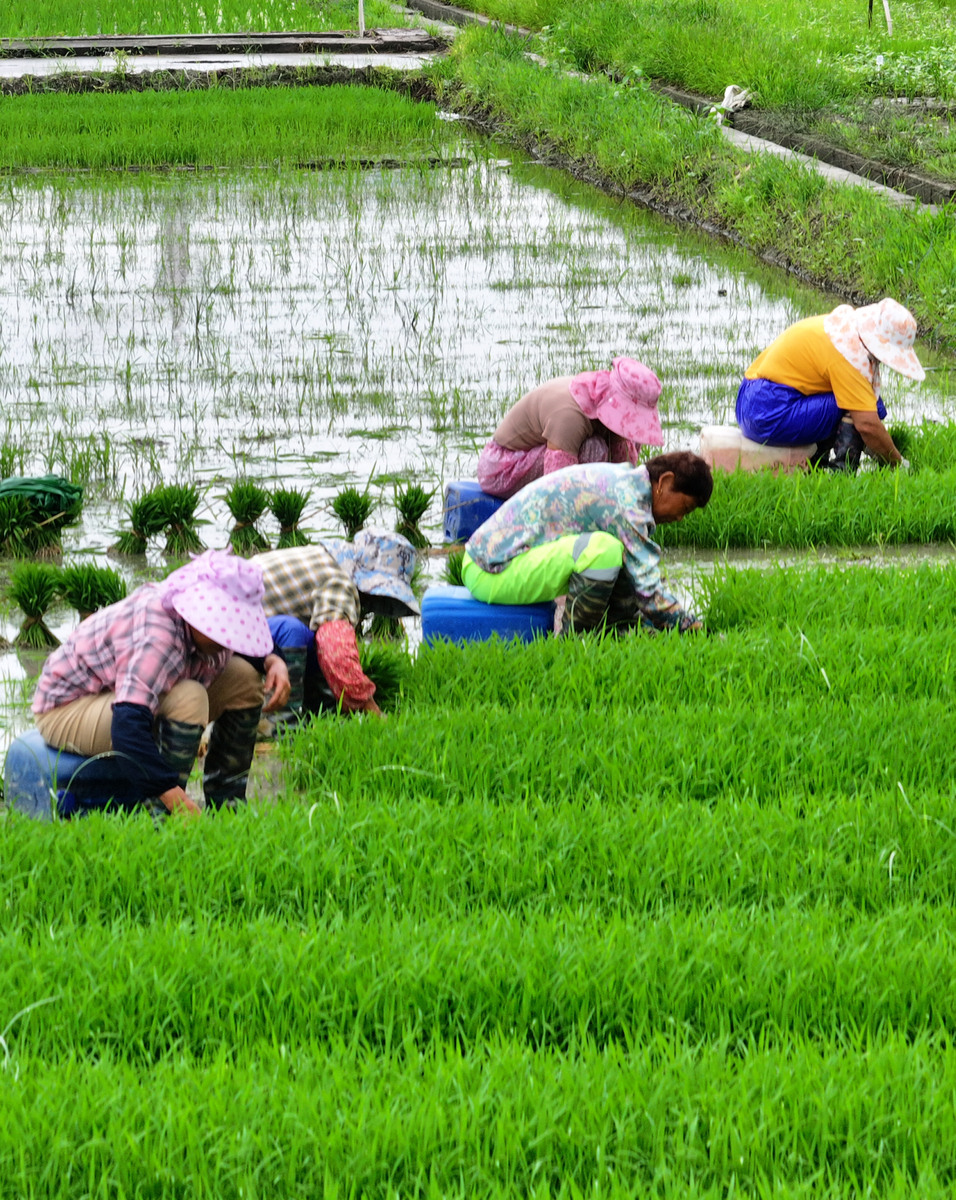 田间劳动社会实践心得：感受农民辛勤，见证农村发展