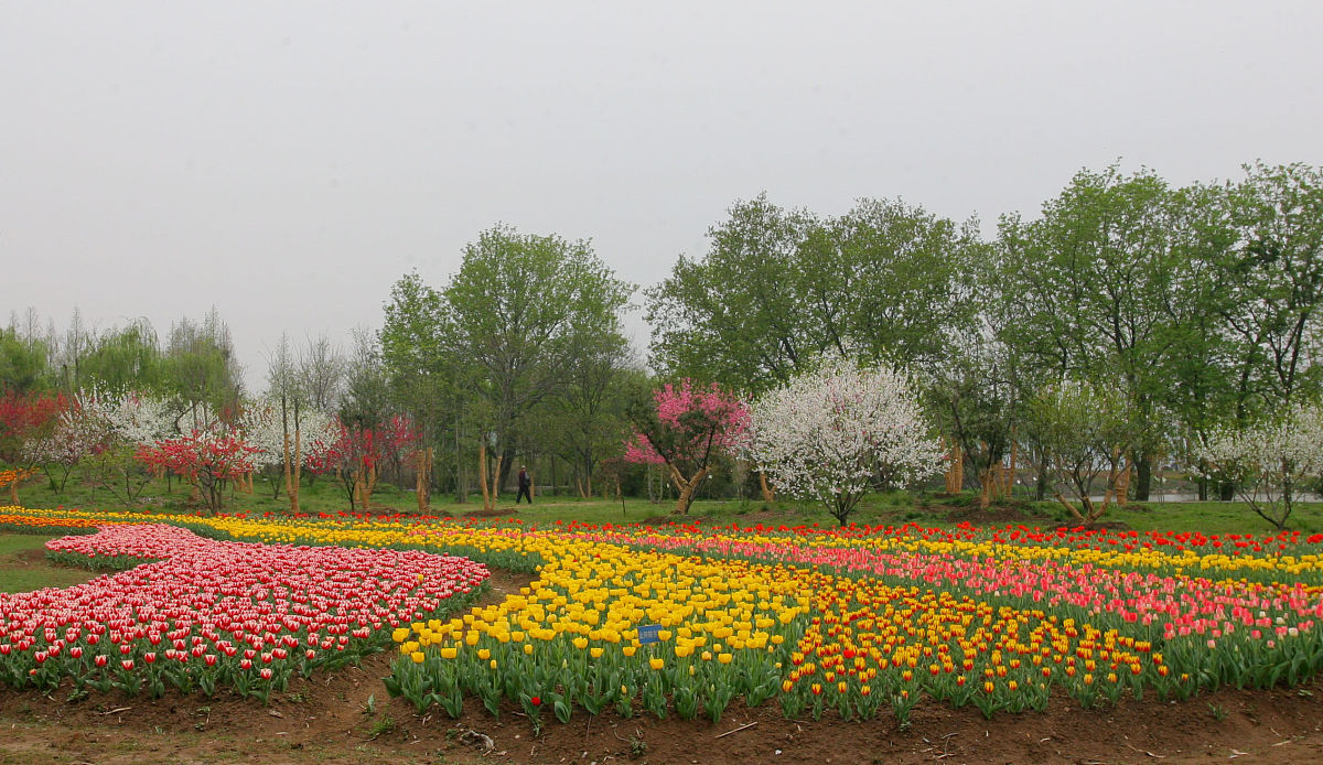 汤湖公园的春日奇遇记：樱花、小鸭子和爸爸的泥巴