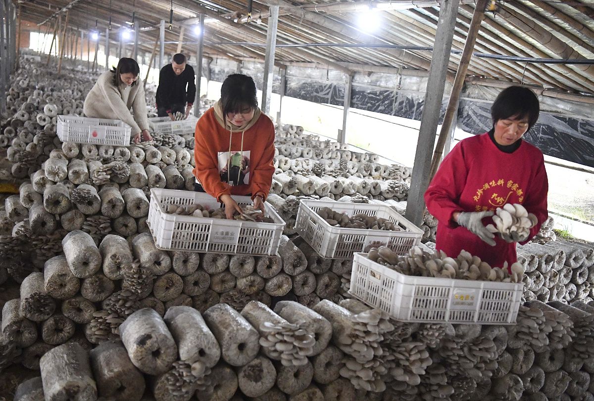 2022年鹤庆食用菌生产规模几万亩呢帮我用200字详细描述