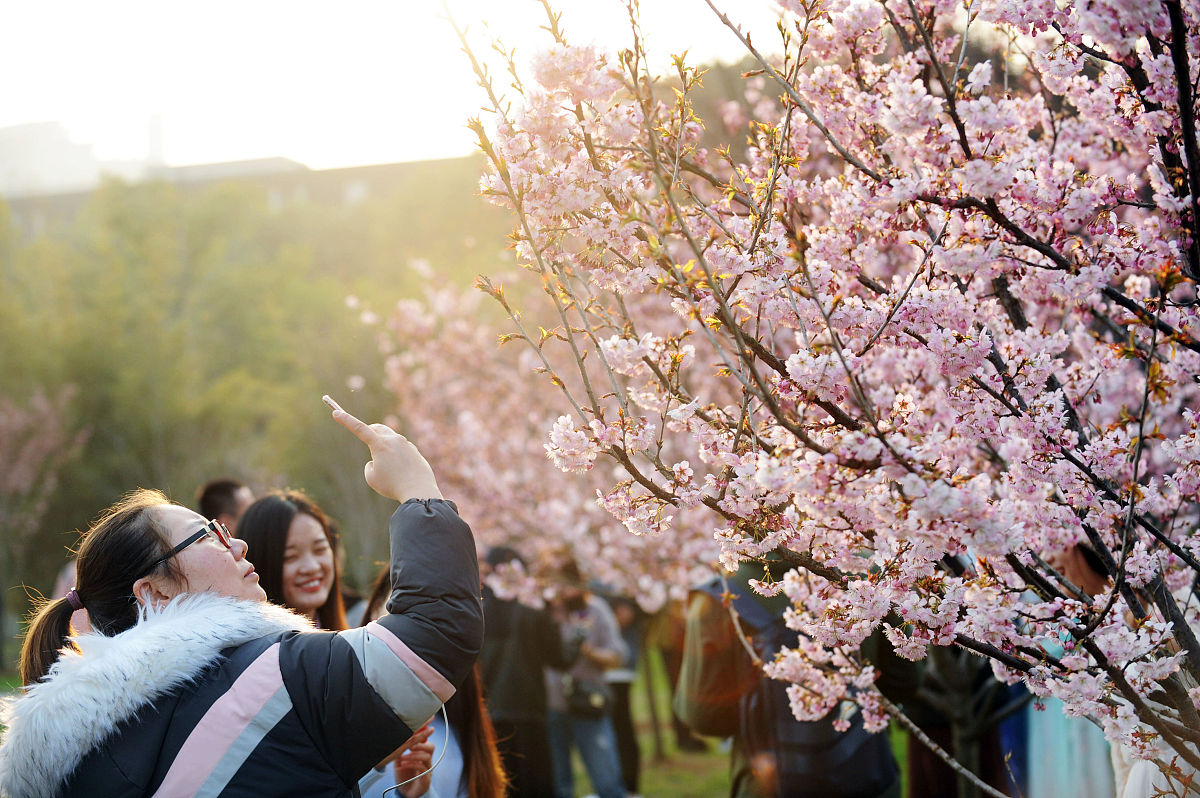 3月30日，邀您共赏植物园樱花盛放