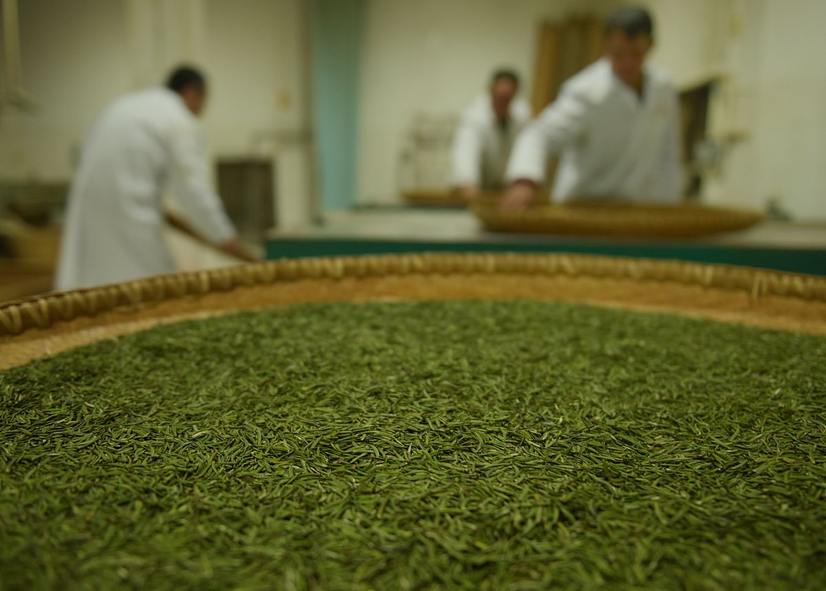 黄茶制作工艺详解 - 从采摘到品鉴
