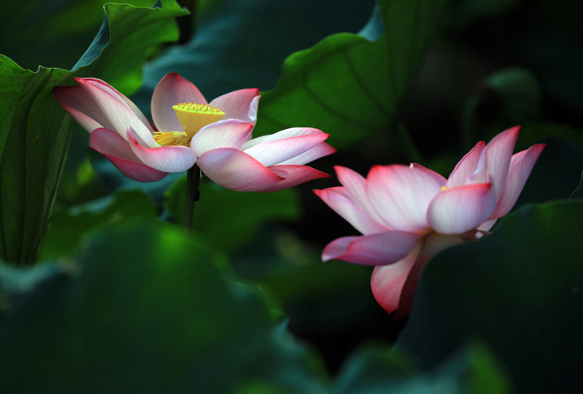 赞美荷花七律诗：清艳娇娆水中央