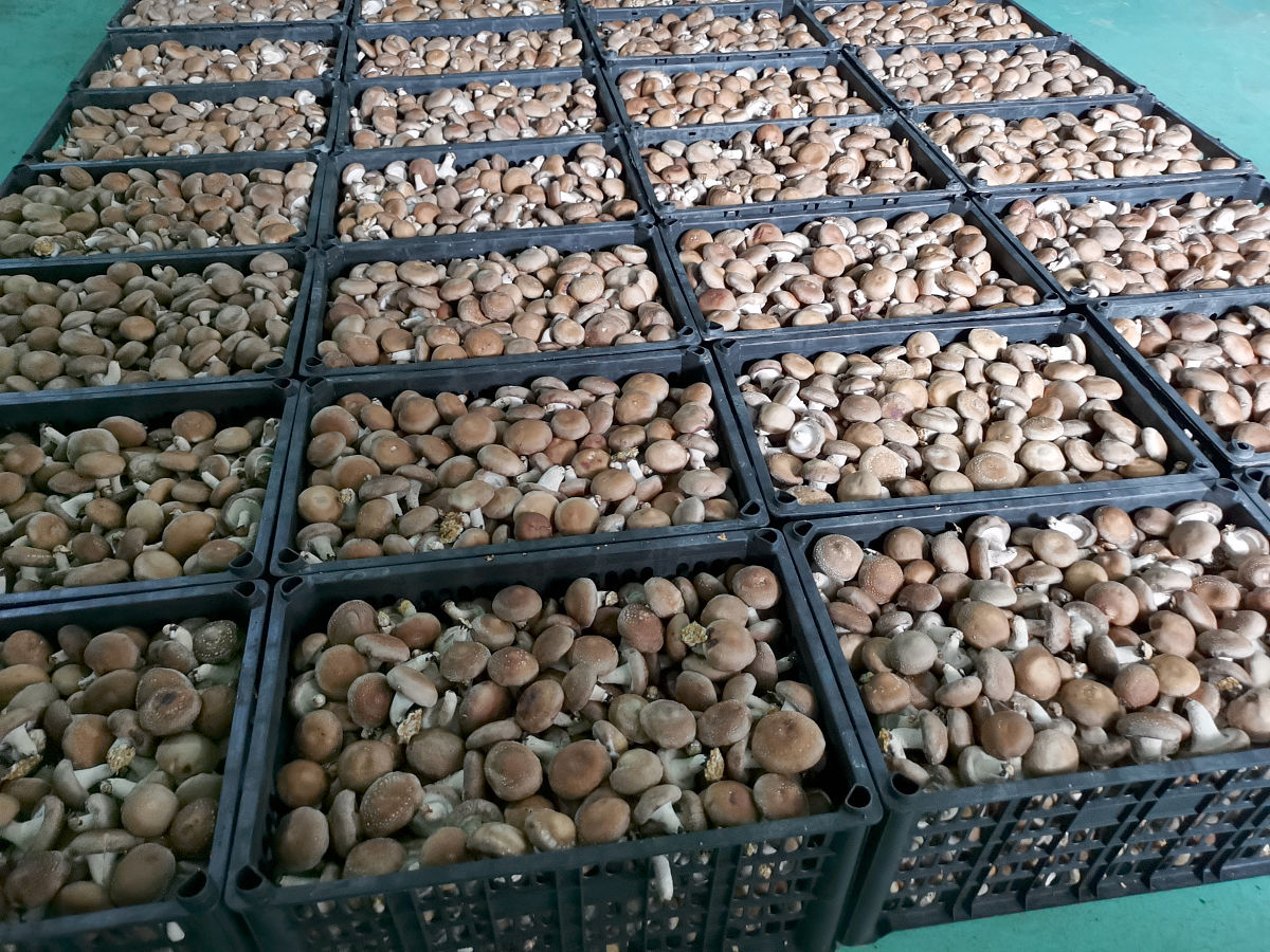 香菇储存温度最佳范围及技巧