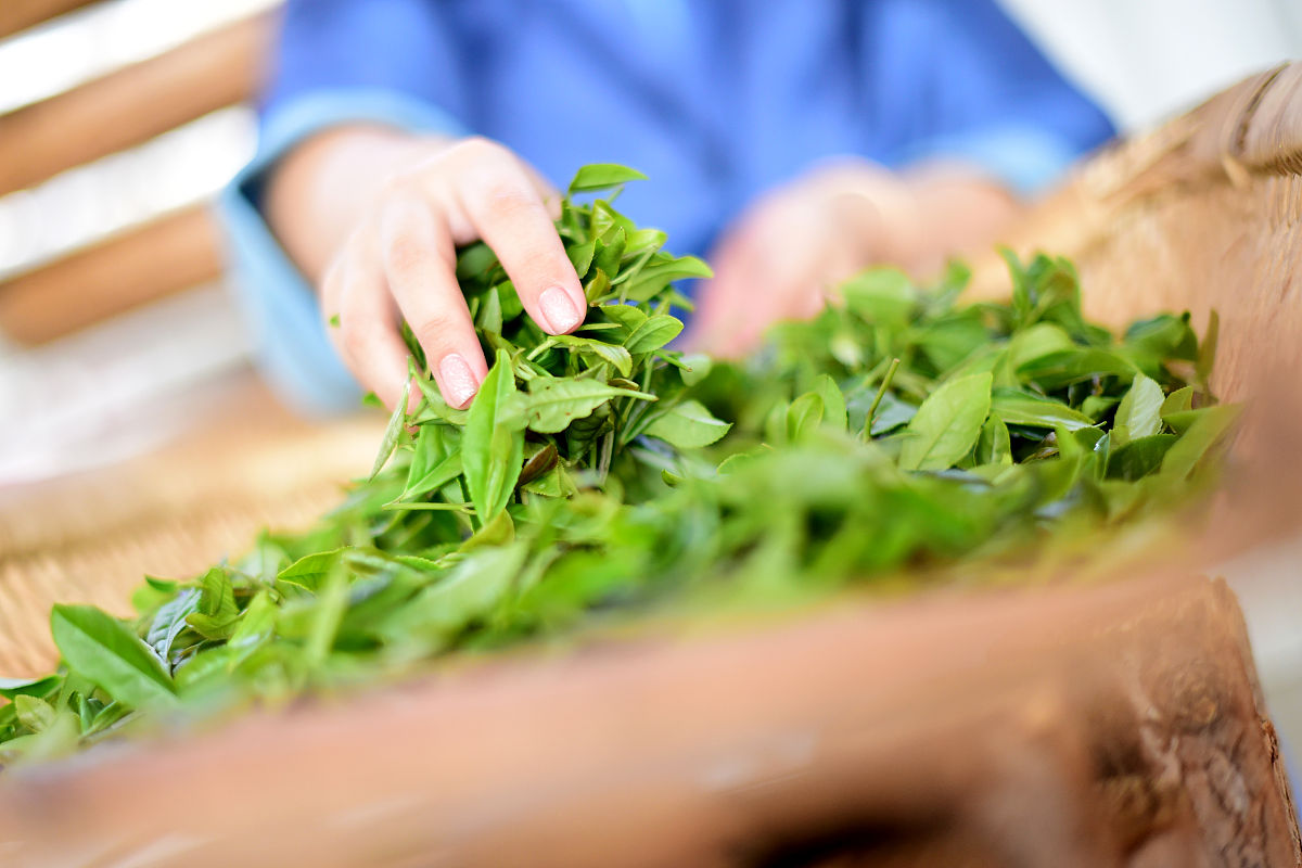 桑叶茶：叶茶之王，滋味无穷！