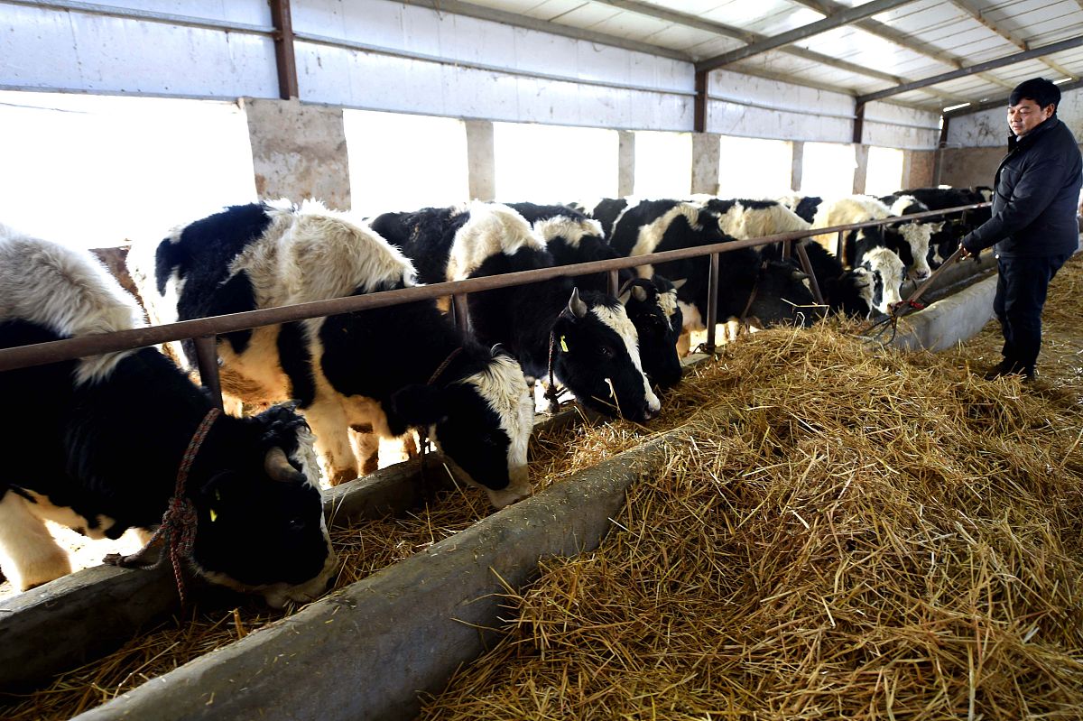 肉牛养殖行业的可研报告需要哪些内容