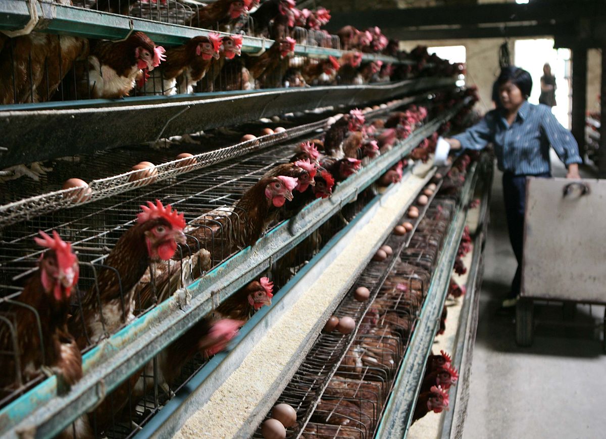 养鸡链完整指南：从养殖到销售，全面解析