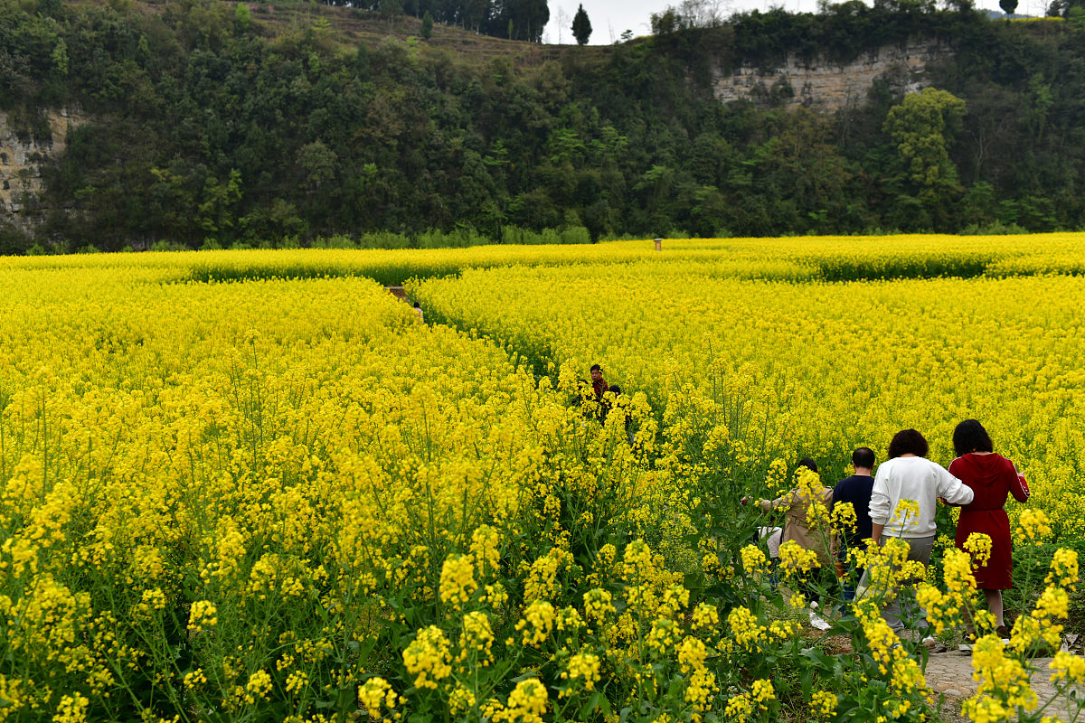 2019贵州航空职业学院招生简章