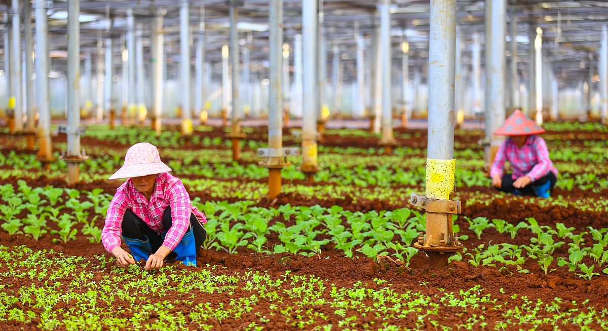 农业科技小院科普图书项目：应用范围广泛，前景光明