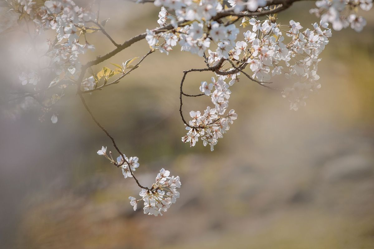 2021年3月20日,江西鹰潭,樱花盛开.