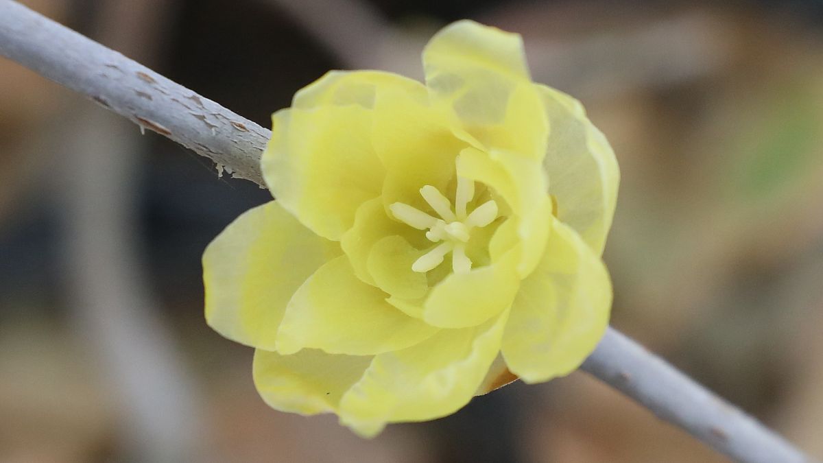 腊梅花瓣是单瓣