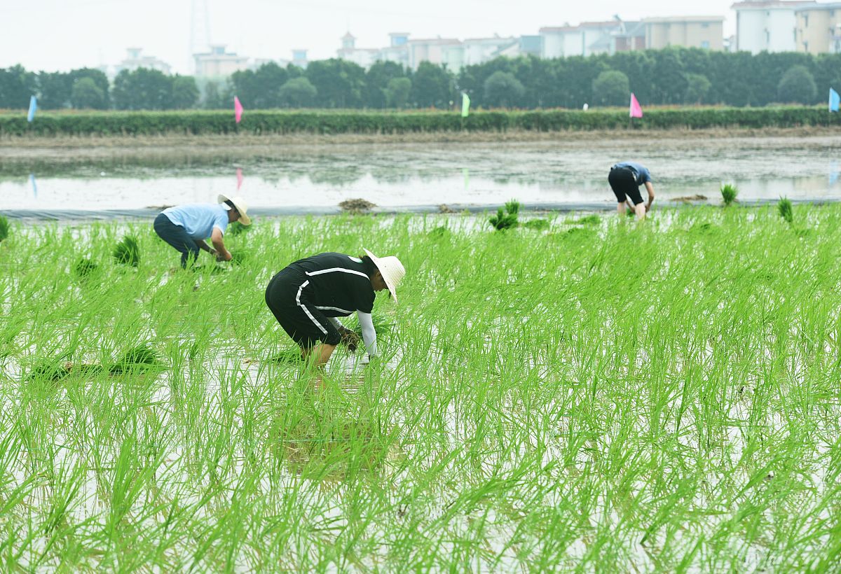 巴基斯坦农业科学杂志：权威、实用、国际化 | 值得推荐的期刊