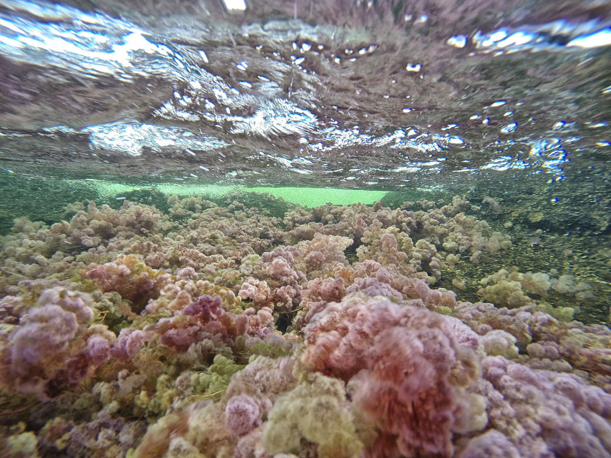 氯离子与盐湖微生物群落之间的关系是什么？氯离子与什么物种相关呢？有什么文献可以参考吗？