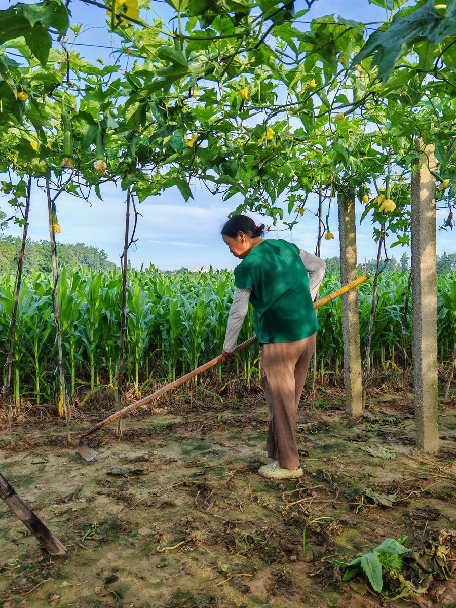 湛江波罗蜜的种植现状、播种、田间管理及收获情况