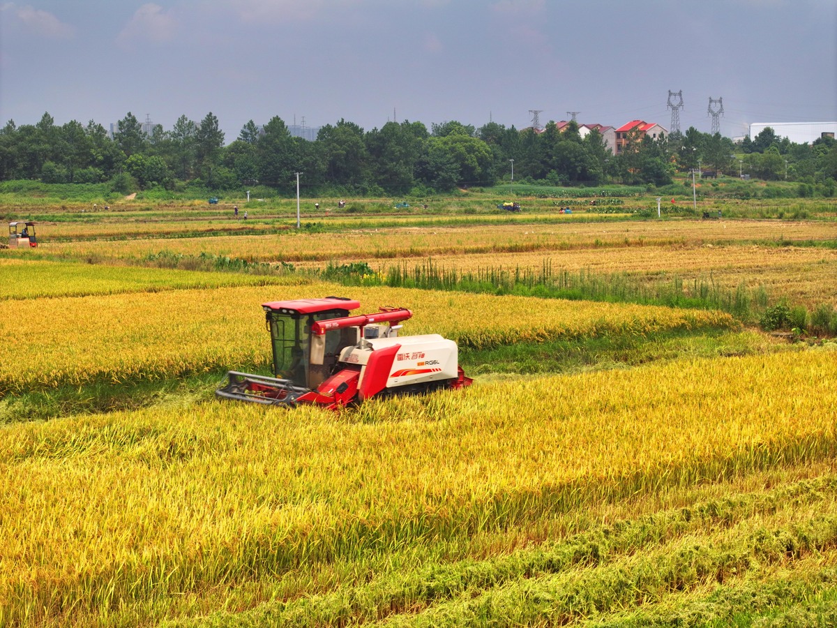 紫金港麦田金黄，丰收在望！