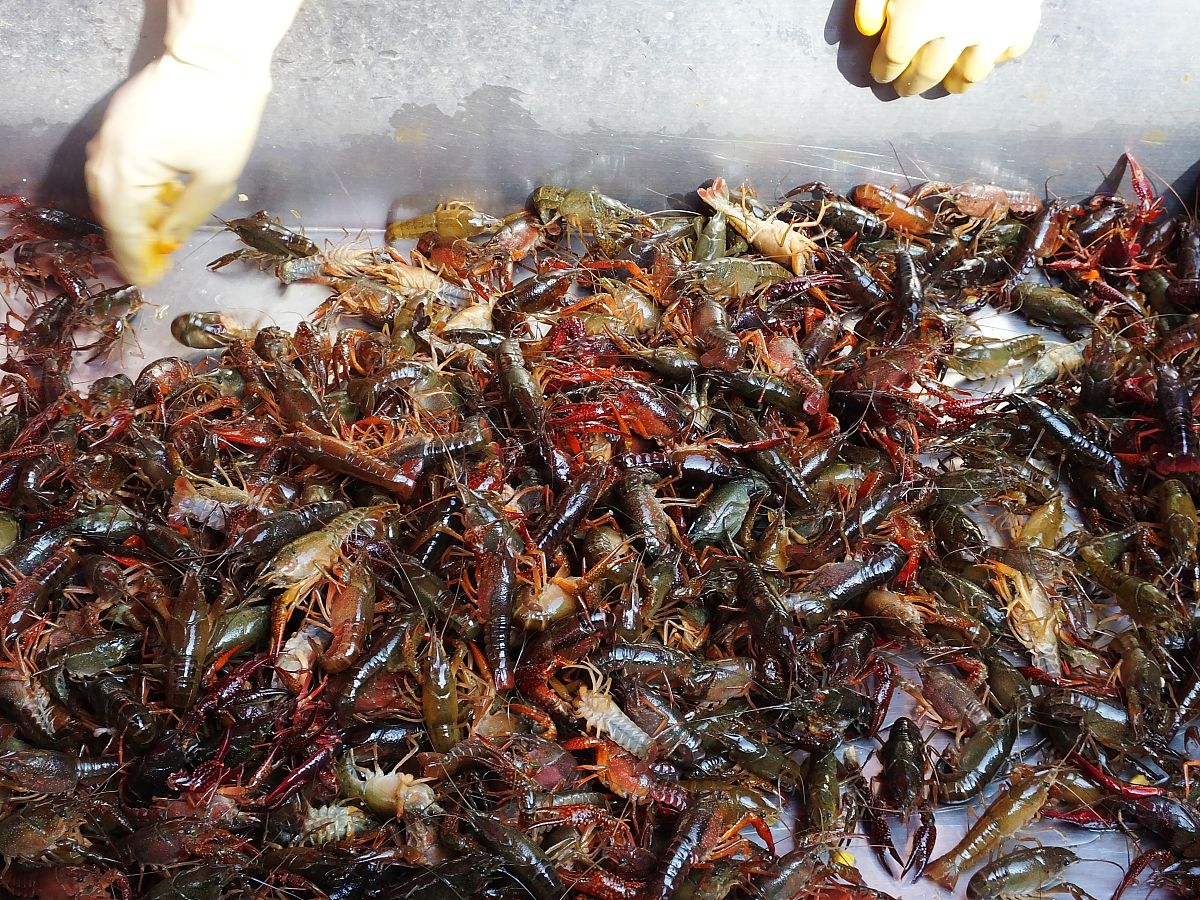 根据下面内容洗稿重新写一篇全新文章近日最近一段视频在网络上引起了广泛关注。视频中一名消费者在东莞某龙虾店购买了广告牌上写着99元4斤龙虾但回家称重后发现只有2斤。商家解释称4斤是指生虾因为1斤生虾只能做出五六两熟虾所以4斤生虾只能做出2斤多熟虾。最终商家将钱退给了消费者。此事引起了网友的热议。有人认为商家存在欺诈行为有人则认为消费者应该仔细查看广告牌上的说明。对此东莞市12315投诉举报热线表示如