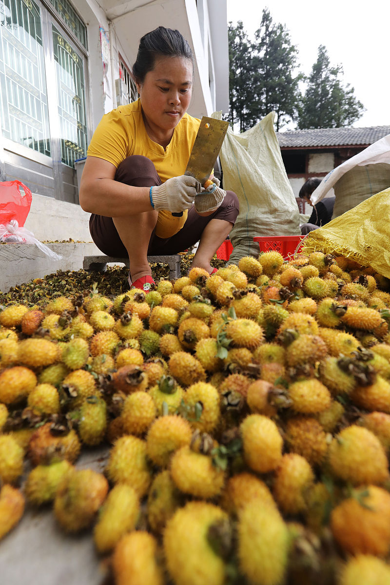 刺梨保鲜技巧：延长果实新鲜度的7个方法