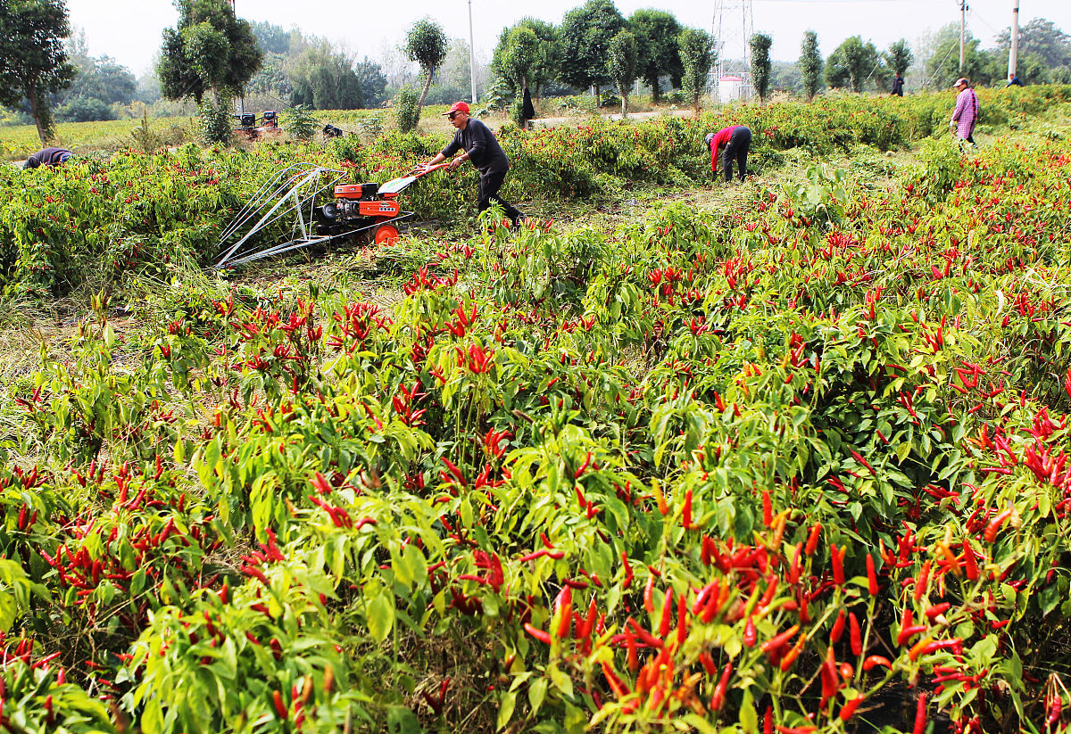 朝天椒的高产施肥技术