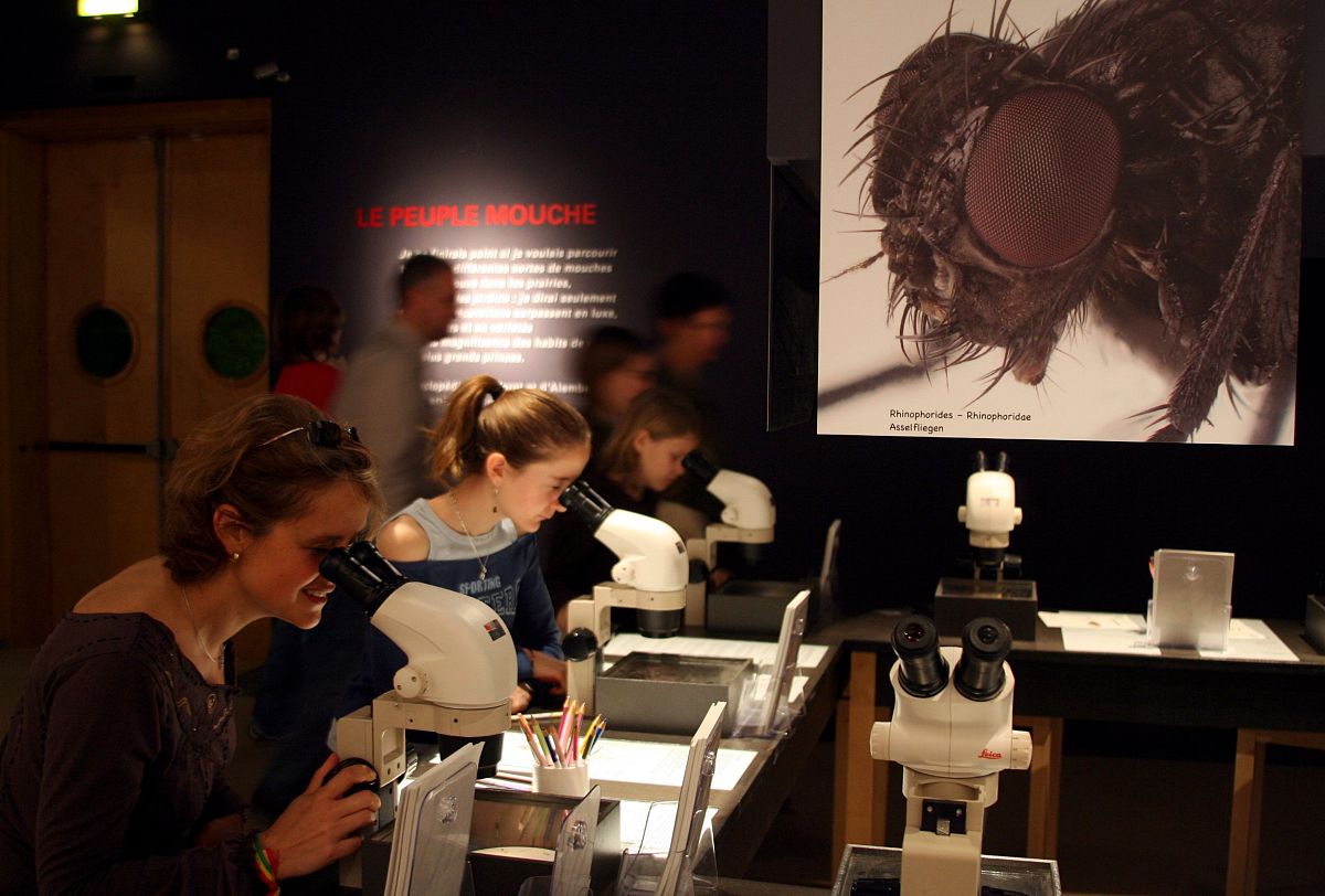 Museums: Entertainment or Education? A Balanced Approach