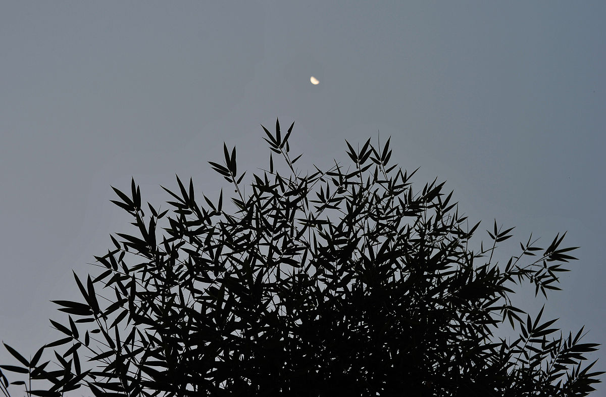 《系统古生物学杂志》：探索生命演化的奥秘