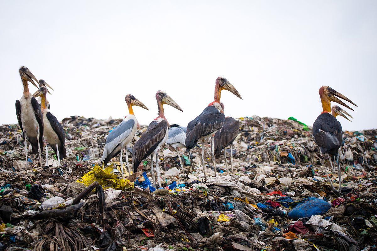 保护濒危动物：背景、意义与行动