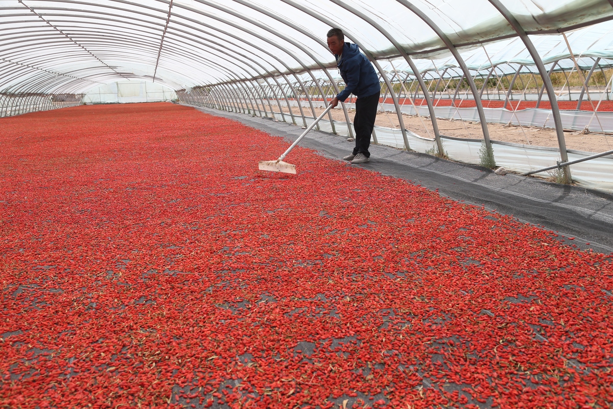 朝天椒高产种植技巧：选址、种苗、施肥、管理全攻略