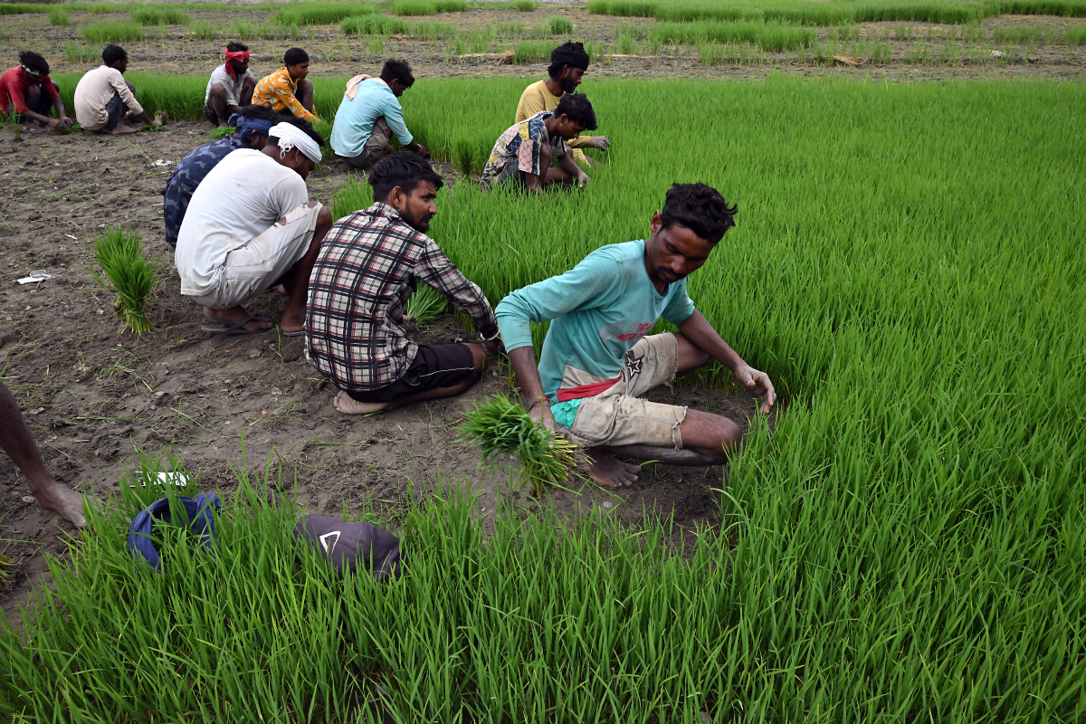 印度白色革命中的农村合作社模式的出现依赖于什么
