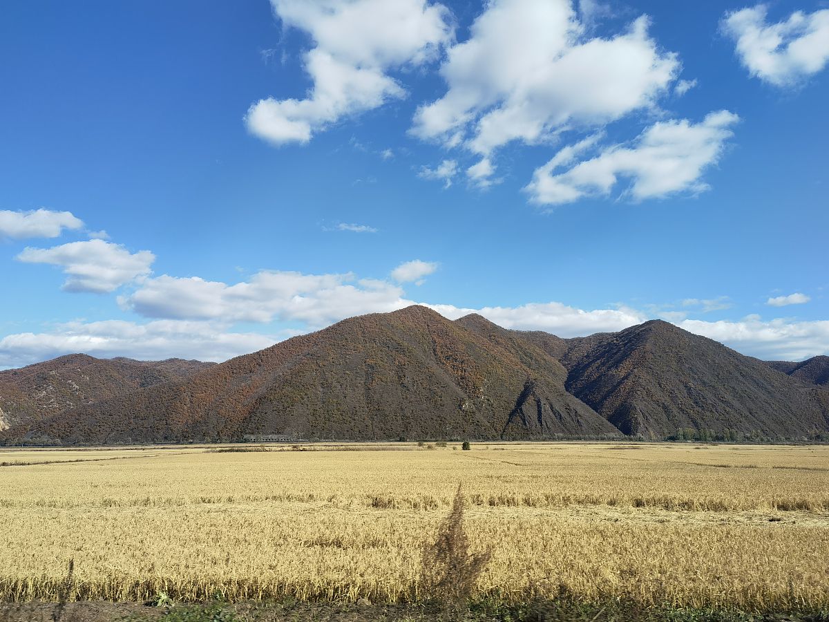 2021年10月19日,吉林延边,图们城市风光.稻田