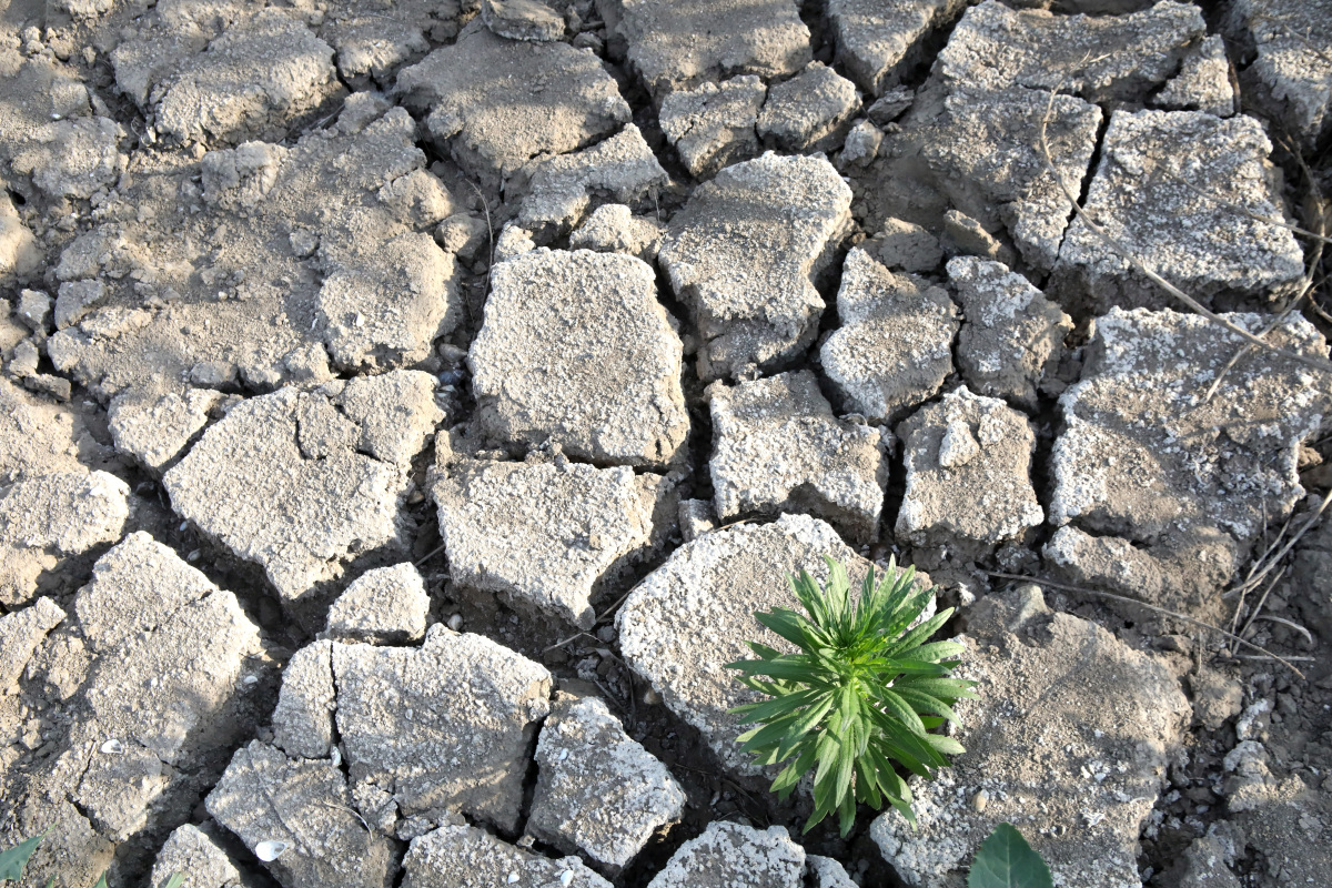 巴西雷亚尔 巴西干旱最新现状