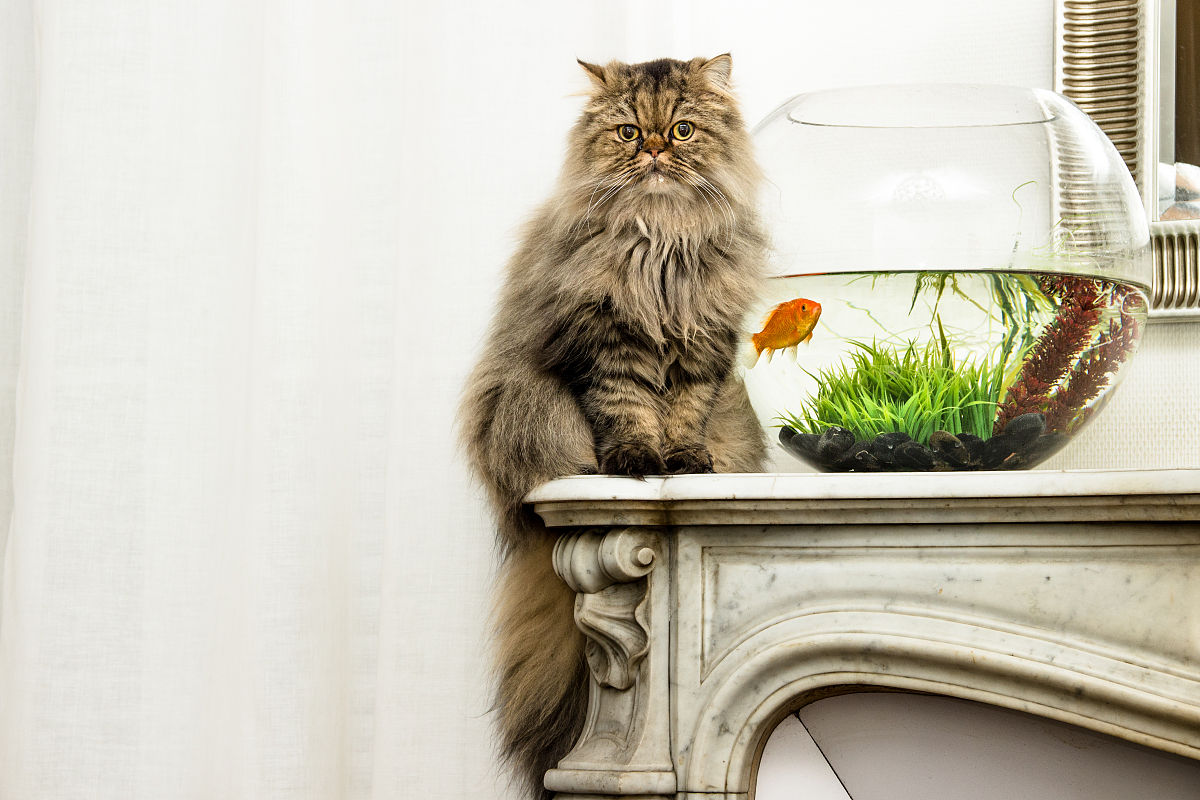 四年级作文：我的动物朋友 - 金鱼和猫咪