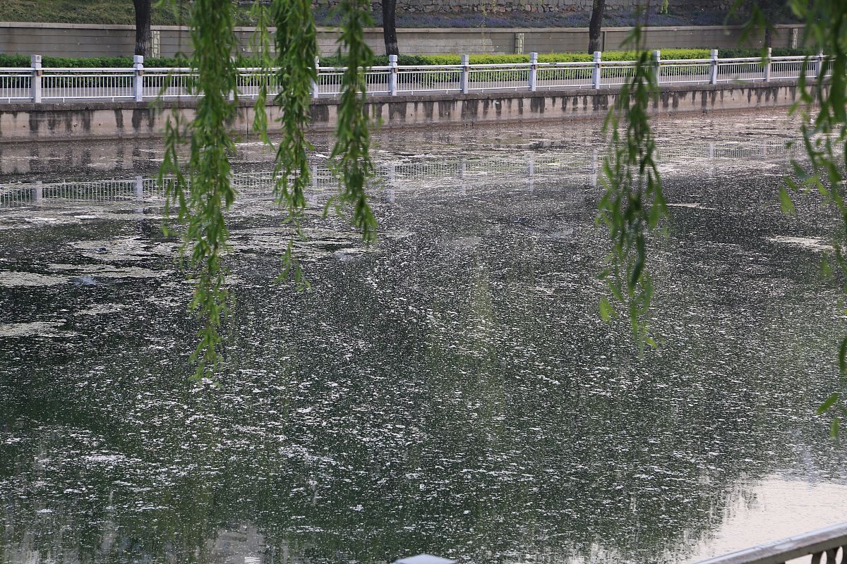 关于杨絮的故事