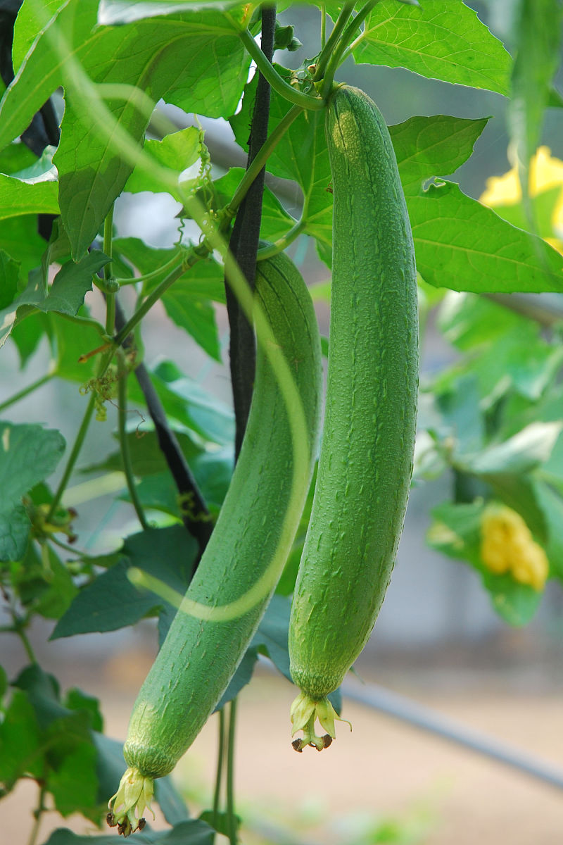 华南农业大学：设立陶行知三农创业基金