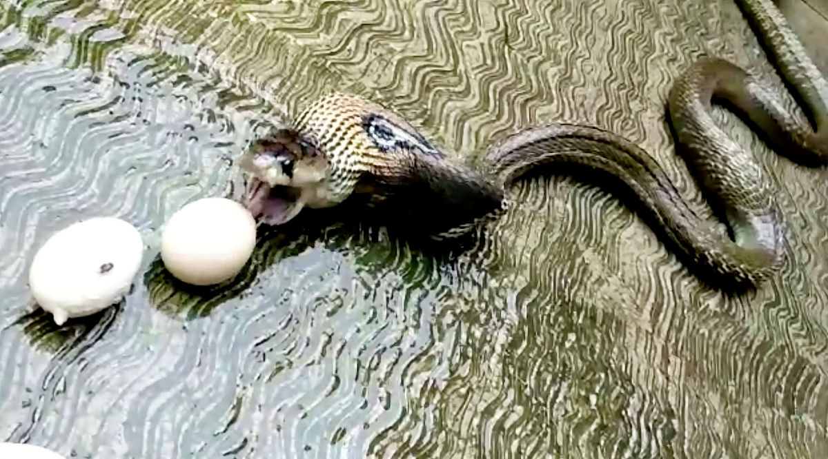 贪吃蛇小游戏 - 经典休闲游戏，挑战你的反应速度