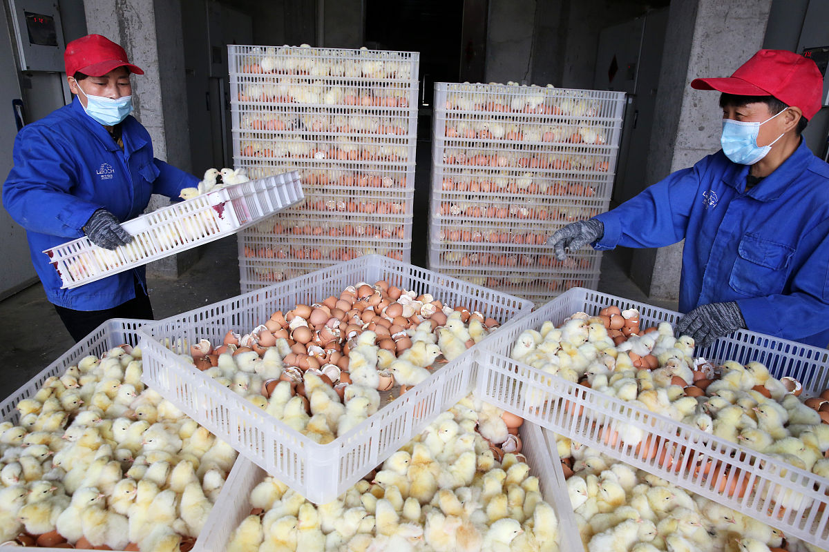 肉鸡检疫的主要内容

1000字左右