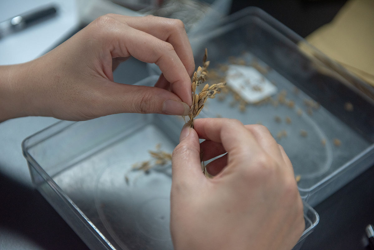 水稻中哪些基因是通过EMS诱变筛选到的