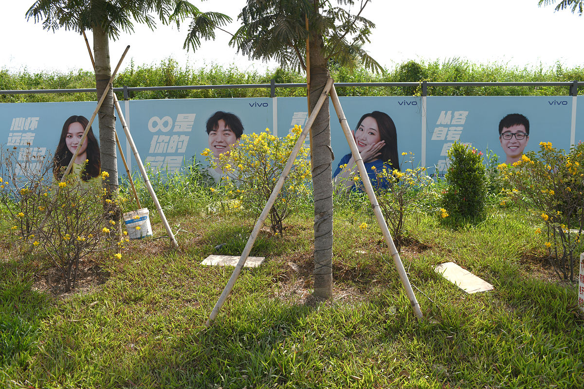 在小区里种树违法吗