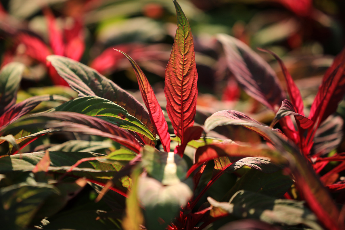 朱蕉叶子黄了怎么办叶子干枯怎么办1500字