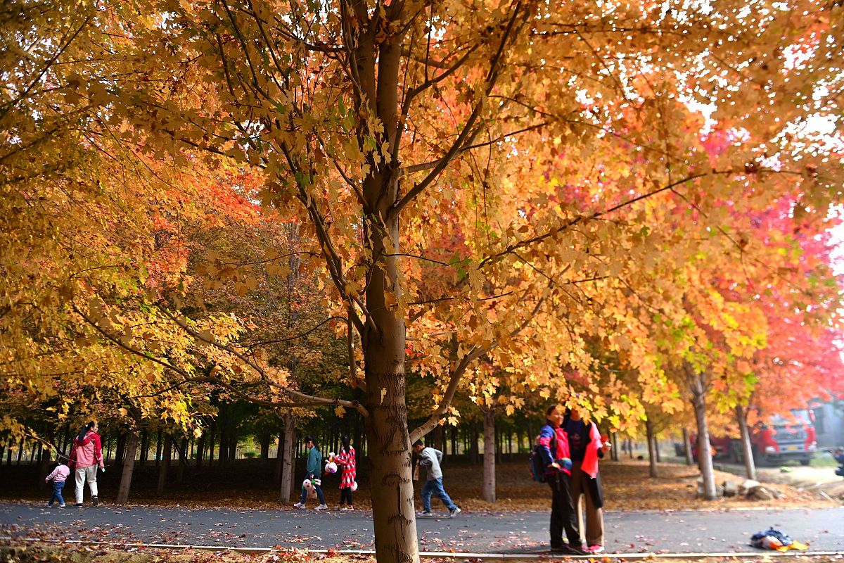 青岛胶南珠山职业学校招生办电话 - 联系方式及学校介绍