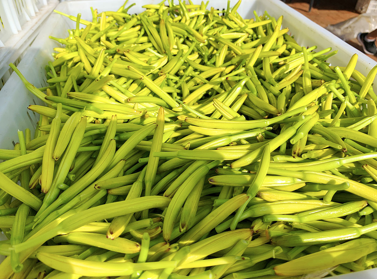 青黄花菜能吃吗