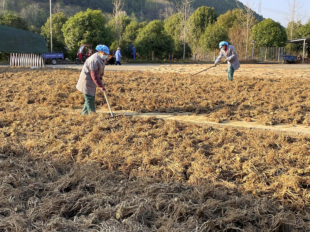 2021年12月17日,湖北省宜昌市众赢药材种植专业合作社内,工人正在晾晒