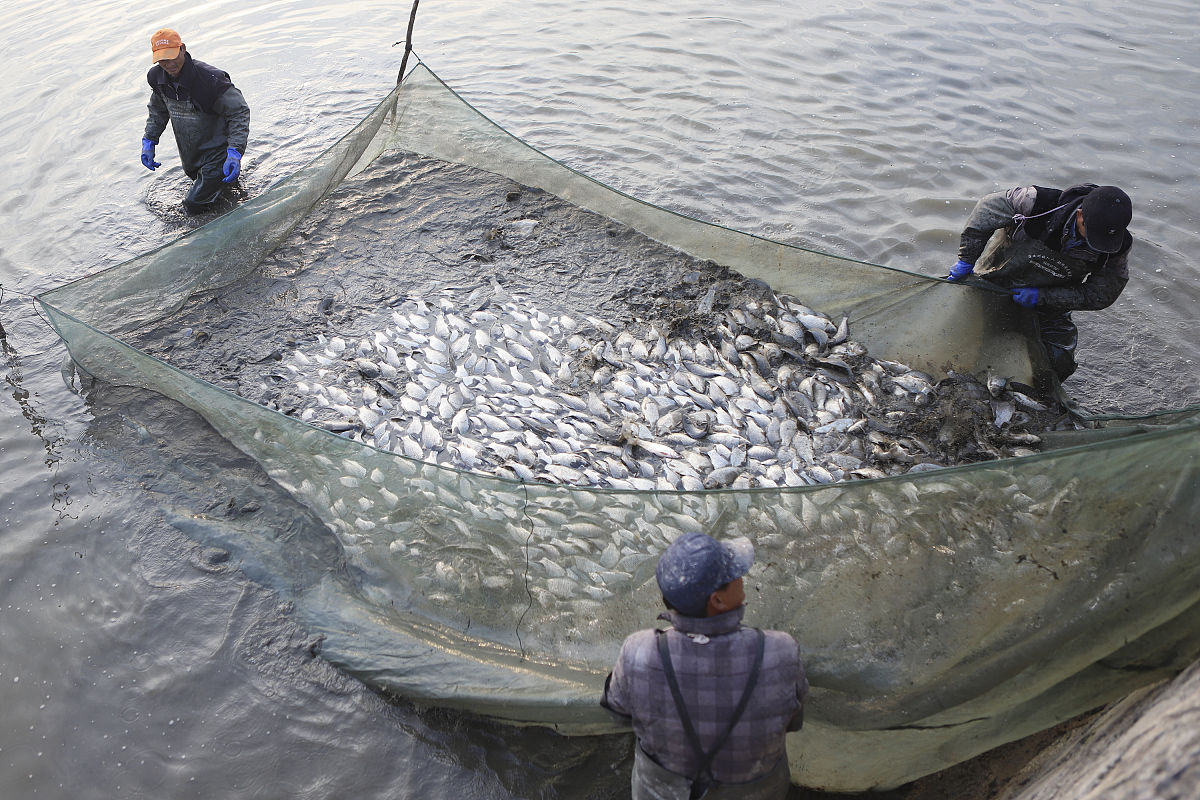 鳗鱼肚子里有钩子怎么不是野生的回答+拓展