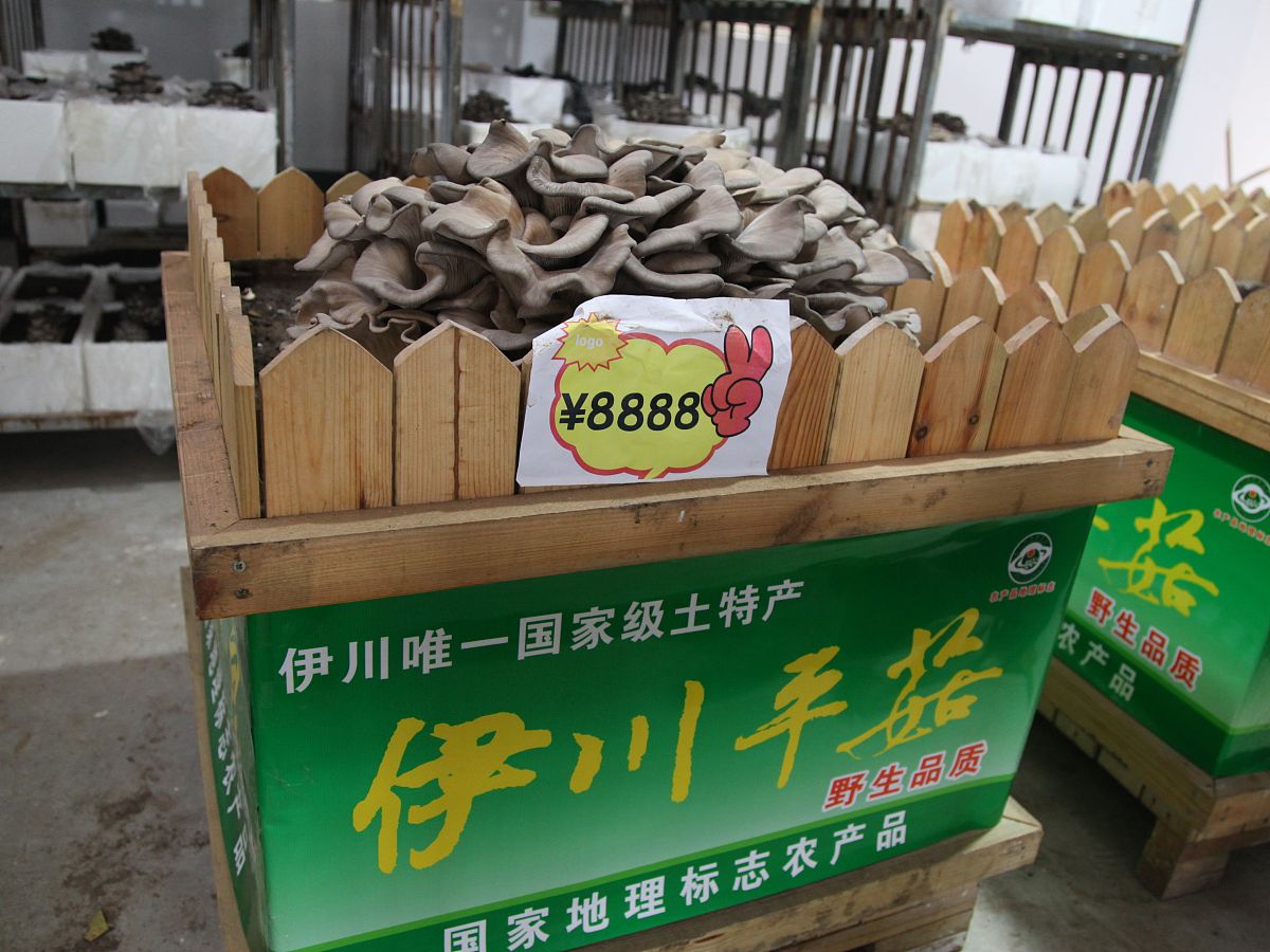 2015年2月20日,河南省伊川县,平等乡马庄村食用菌种植专业合作社,有个