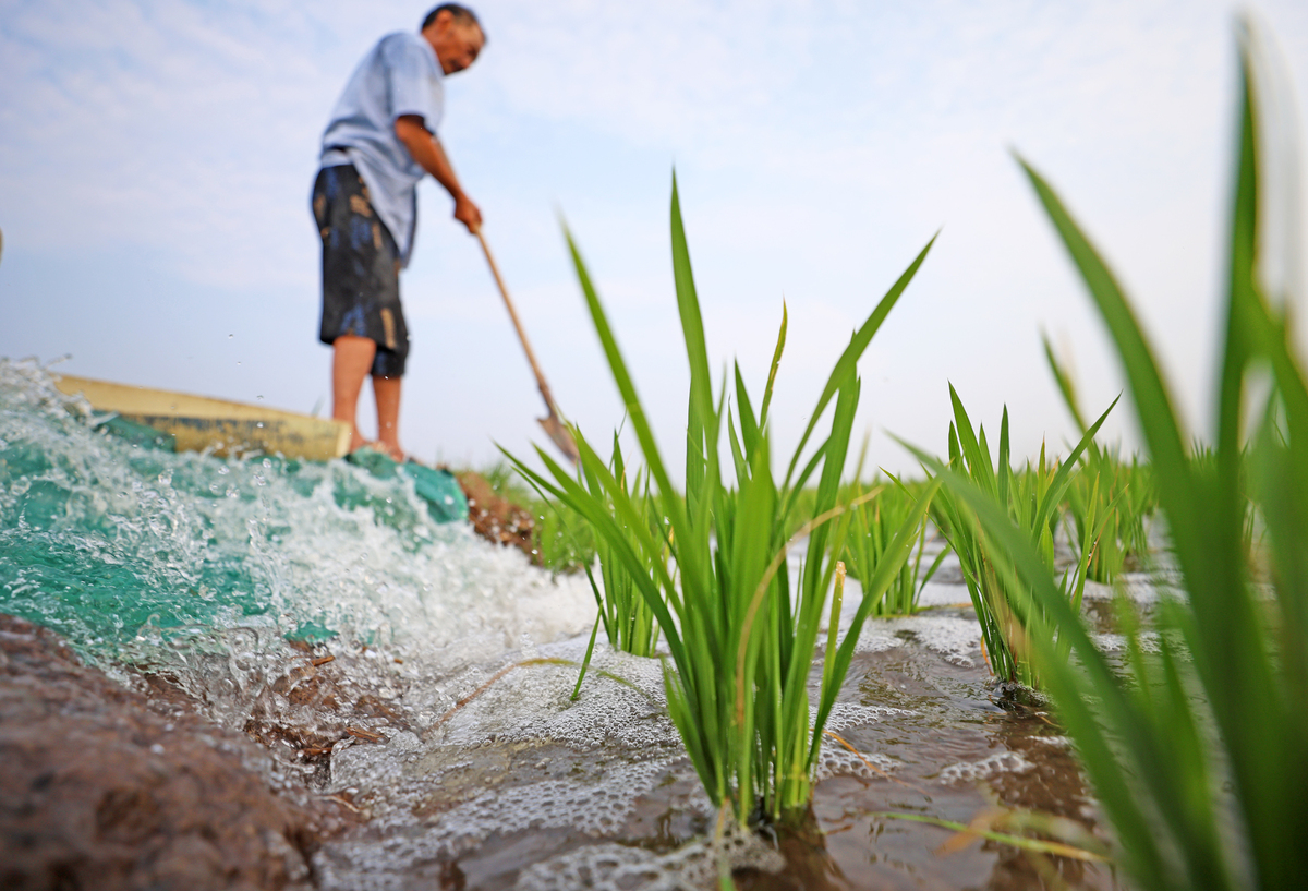 写一篇立夏的新闻稿