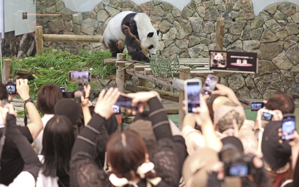 关于旅美大熊猫丫丫返回中国一事的评论不少于200字